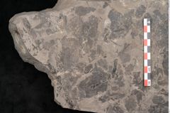 Foto (Objekt + Etikett) von Caulinites otagoicus Ettingshausen (NHMW-GEO-2024-0188-10162a)